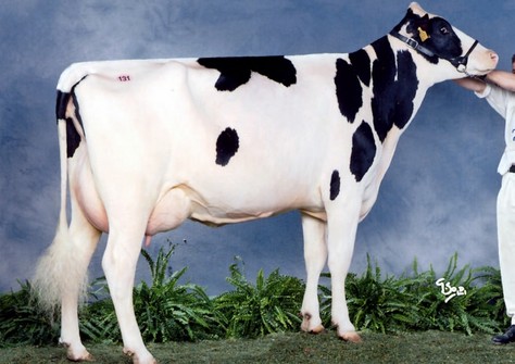 Fontanella Ginger EX-90