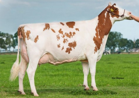 Future Dream H. Debu-Red VG-88 Future Dream H. Debu-Red VG-88