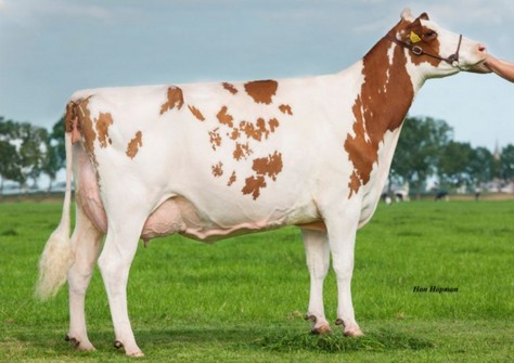 Future Dream H. Debu-Red VG-88