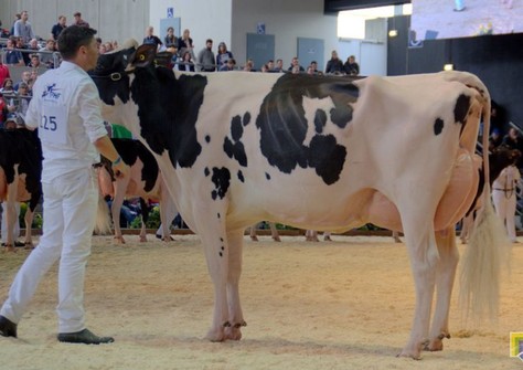 Future Dream H. Darina EX-90