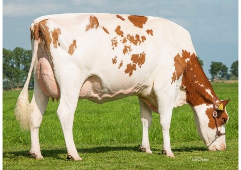 Future Dream H. Debu-Red VG-88