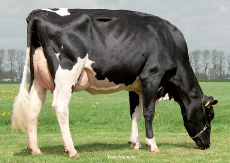 Future-Dream Super Aiko RDC  VG-88