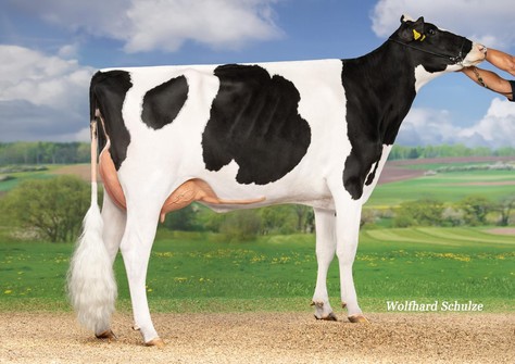 Fux So Special VG-86