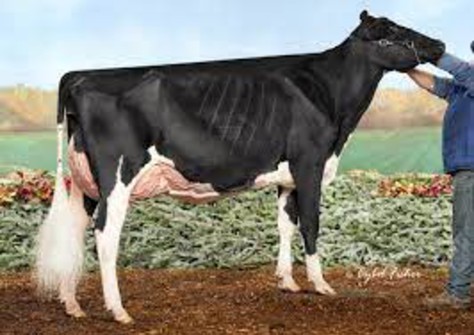 Garay Awesome Beauty RC VG-88