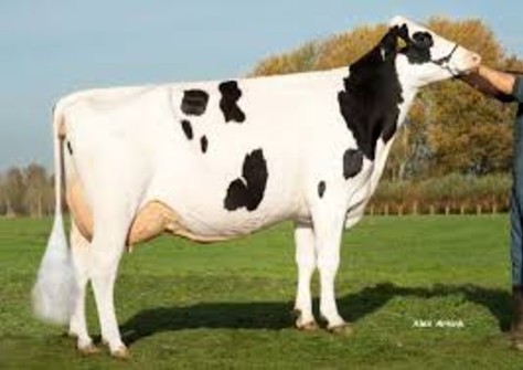 Gastelsveer Jeltje 97 VG-85