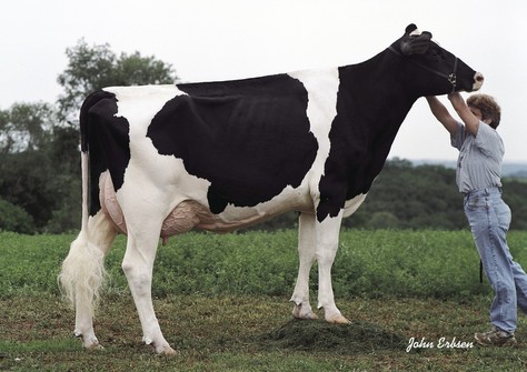 GBM Durham BC Annabell EX-90