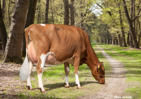 Geertje 409 EX-91