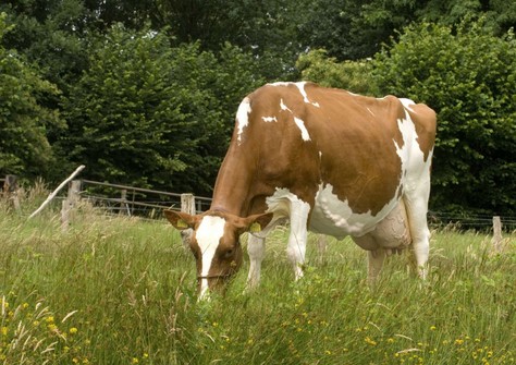 Aalshorst Geertje 54 VG-88