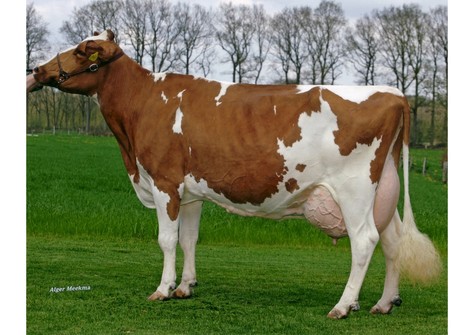 Aalshorst Geertje 54 VG-88