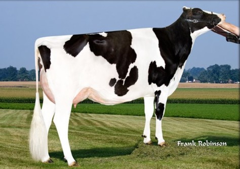 Gen-I-Beq Gerard Sammy VG-85