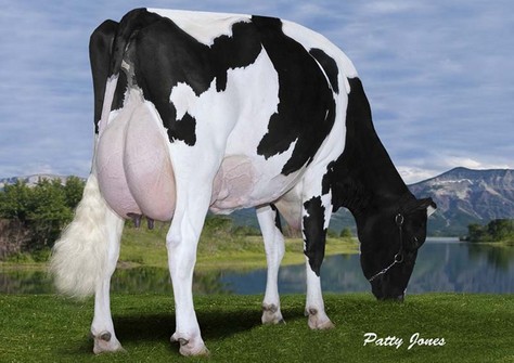 Gen-I-Beq Goldwyn Secret RC