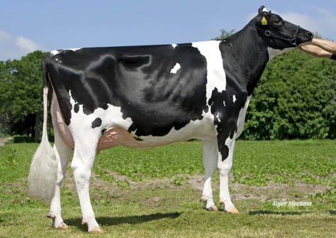 Gevels Willie 1 VG-89 Gevels Willie 1 VG-89