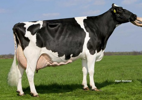 Giesen Charity 14 EX-91