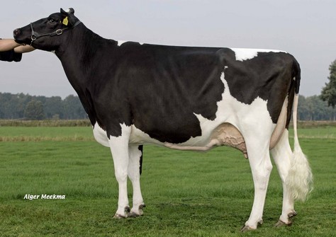 Giessen Charity 4 VG-88