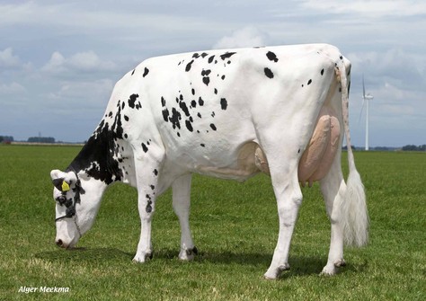 Giessen Snowman Cinderella VG-87