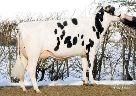 Giessen Cinderella 20 VG-87