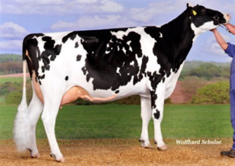 Gin Epic Sina RDC VG-85