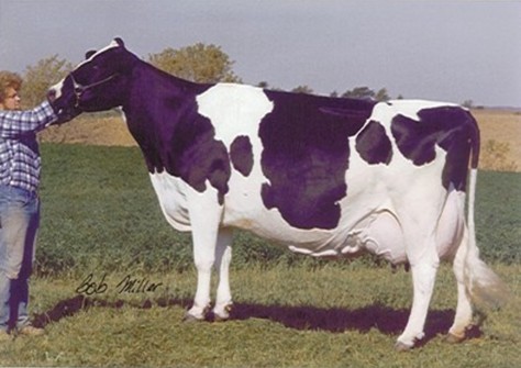 C Glenridge Citation Roxy EX-97