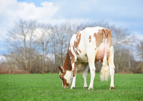 GlH Little Star VG-86