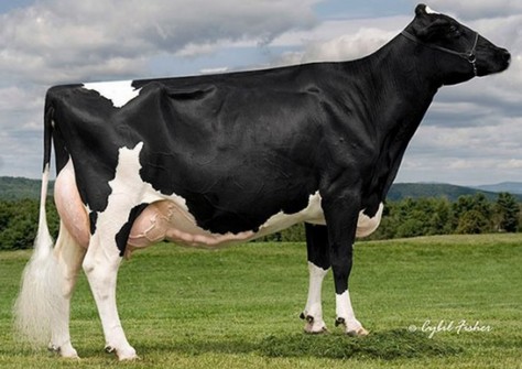 Gloryland Liberty Rae EX-95