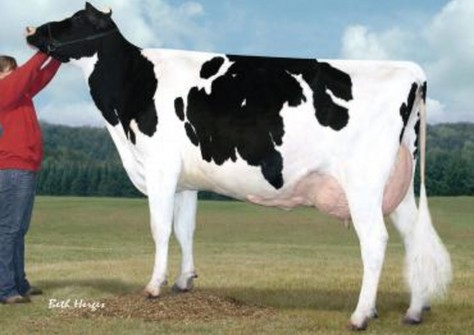 GMB Best Elegant EX-92