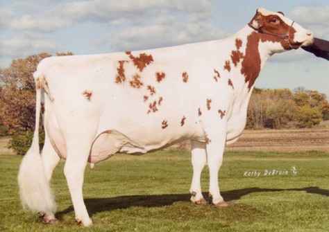 Golden-Oaks Perk Rae-Red P EX-90