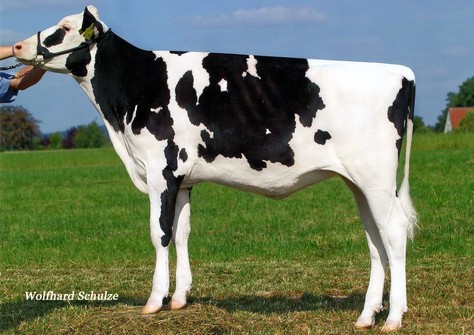 KNS Goldencross VG-85