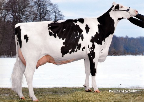 KNS Goldengate EX-91