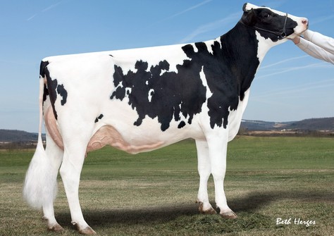 Gold-N-Oaks Arabell 1765 VG-88