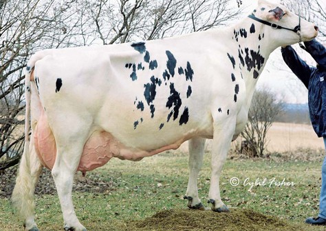 Gold-N-Oaks Duster Cindy VG-88