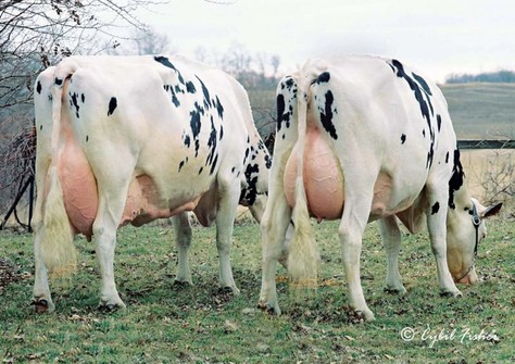 Gold-N-Oaks Duster Cindy en Gold-N-Oaks Cinder Cinnamon VG-88