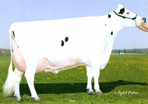 Gold-N-Oaks Morty Malibu EX-94