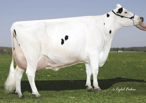 Gold-N-Oaks Morty Malibu EX-94