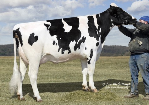 Gold-N-Oaks S Marbella VG-89