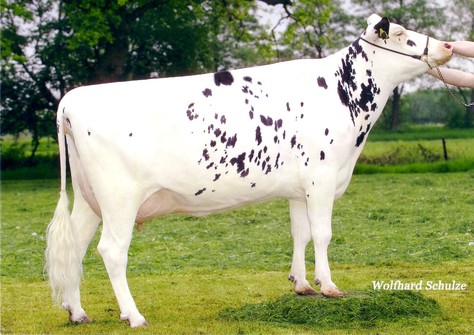 Goldstueck VG-87