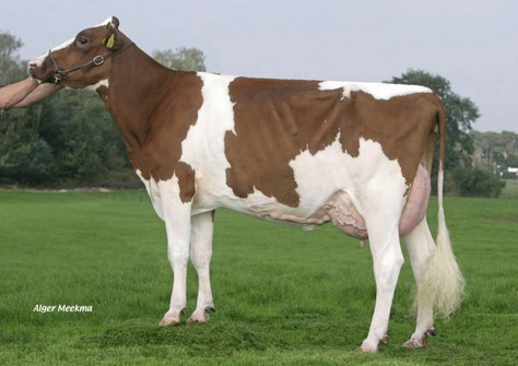 Green-Valley Allure-Red VG-87