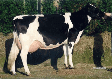 Grietje 79 VG-89