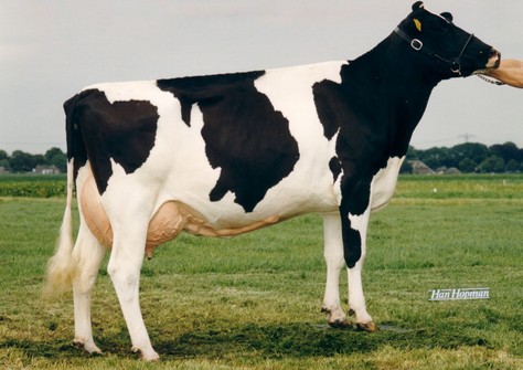 Grietje 80 EX-91