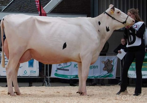 GWH Emilia VG-89