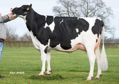 Holbra Malon 3 VG-88