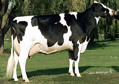 Hanoverhill Tony Rae EX-96