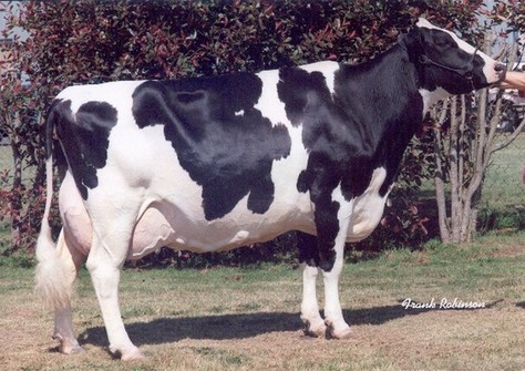 Hanoverhill Tony Rae EX-96