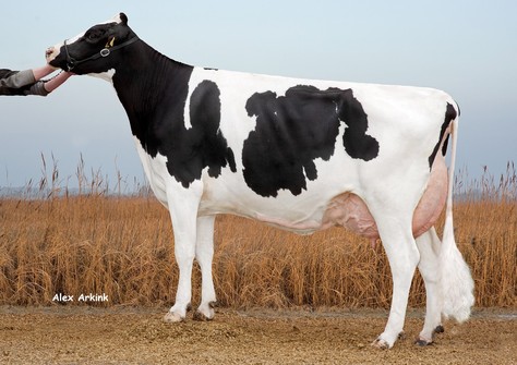 HaS Selection VG-86
