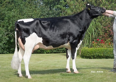 HaS Stalaxy VG-85