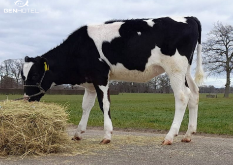 Holbra 3STAR Havela VG-85