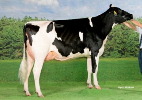 HBC Goldwyn Daydream EX-91