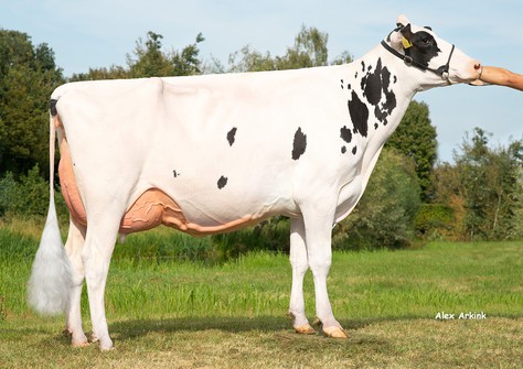 HBC PR Darlina 2 VG-89