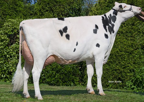 HC Archrival Arianne VG-89