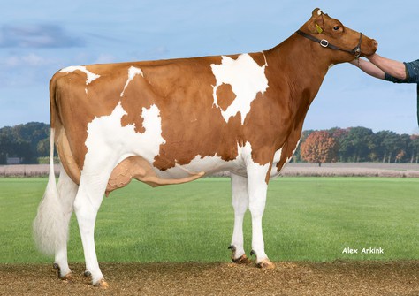 Hedra Alumette 1023 VG-86