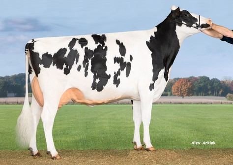 Hedra Anne 587 VG-86